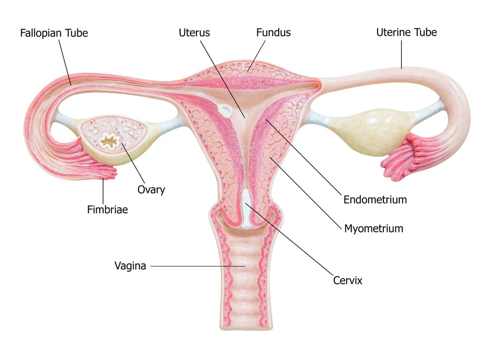 female reproductive system